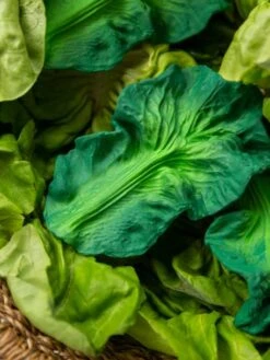 Jouet De Dentition Kendall La Feuille De Chou - OLI & CAROL Vert - Oli Et Carol -Magasin De Jouets jouet de dentition kendall la feuille de chou oli carol 4